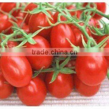 Spray Dry Tomato Powder