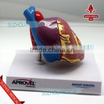 Human heart model