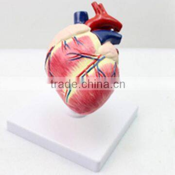 plasitc dissection model of human heart