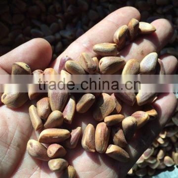 pine nuts in shell from china