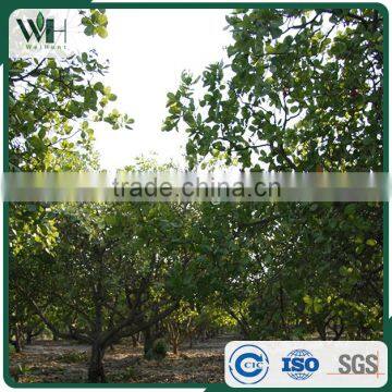 2016 New Crop Vietnam Full W320 Cashew photo-6