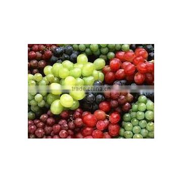 Best quality Fresh Grapes for sale