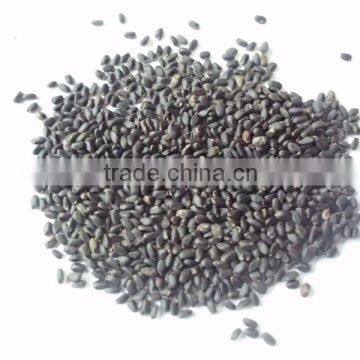 TUKAMARIA/BASIL SEEDS