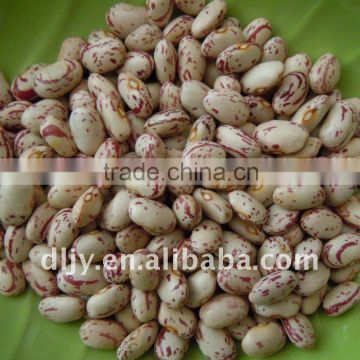 Round Shape Light Speckled Kidney Beans 2011 New Crop