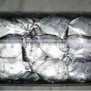 Hot sale Frozen Moon fish whole round