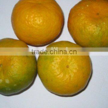 NEW Fresh Baby mandarin orange