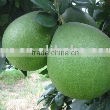Fresh pomelo for sale