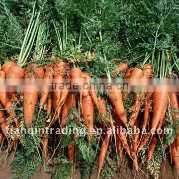 2011 fresh red carrot (own farm)