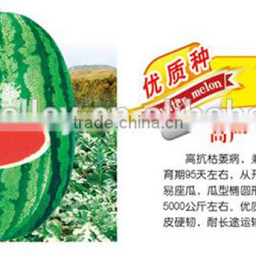 Hybrid Watermelon Seed For Planting-Xi Nong No.8 F1