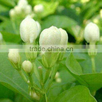 Dried jasmine flower/buds for tea