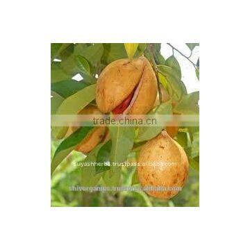 Nutmeg Essential Oil