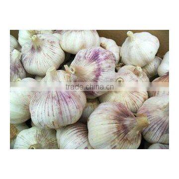 HACCP Certification China Fresh Garlic