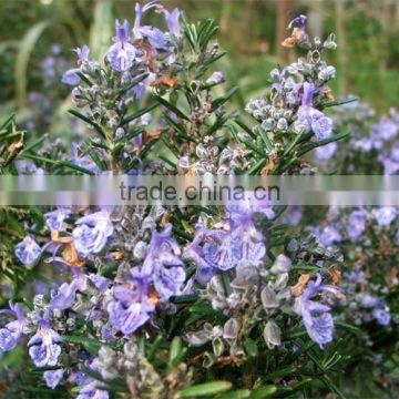 Rosemary Extract Powder