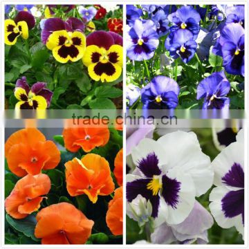 Hybrid F1 pansy seeds all color flower seeds