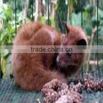 Kopi Luwak coffee beans indonesia