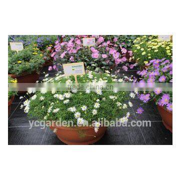 Black Weed Barrier Fabric/Anti Grass Cloth photo-5