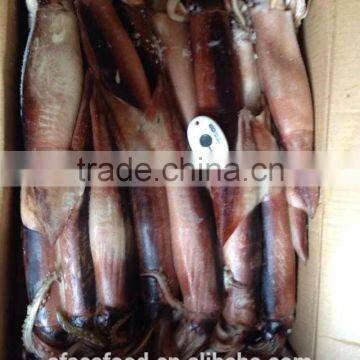 frozen hilsa fish of japanese squid