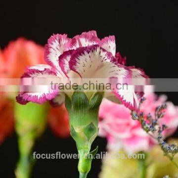 good quanlity wholesale fresh cut flowers carnation to workmates