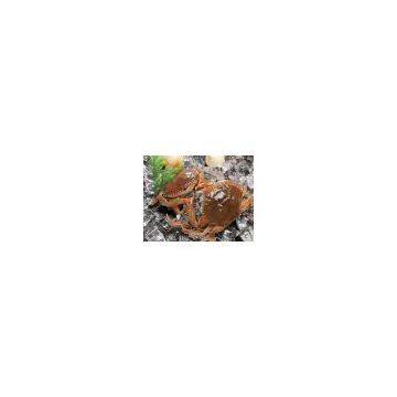 Vietnam Mud Crab