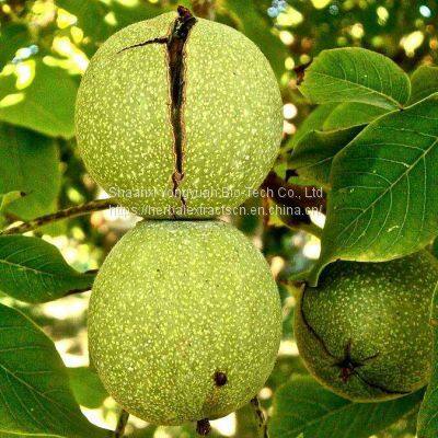 Walnut Green Husk Extract 5:1 TLC, Walnut Husk powder Extract, Juglans regia Husk Extract powder, Yongyuan Bio