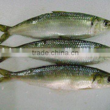 Land Frozen Whole sardine factory for Bait from China