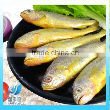 FROZEN LITTLE YELLOW CROAKER FISH(SEAFOOD)