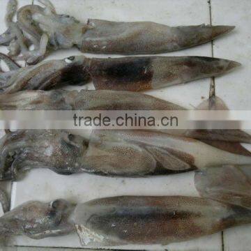 Frozen Illex squid