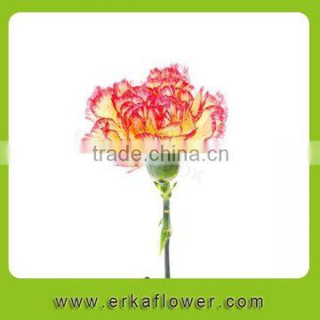 Fashion good smell preserved carnation for wedding decoration