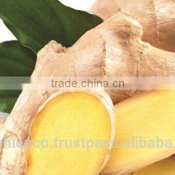 Fresh Ginger photo-4