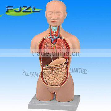 Mini anatomy human Torso model,Dual-Sex (Caucasian Type)