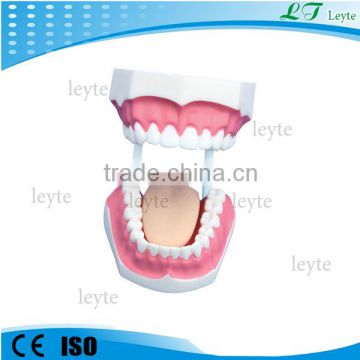 XC-403C 32 plastic teeth Small Dental Care Model