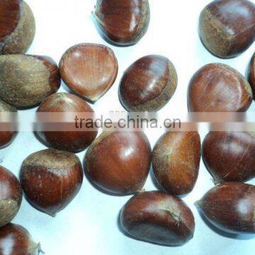 Good Price Fresh Chestnut for Sale in Dandong With Chinese Chestnuts Wholesale. Eating Chinese Chestnuts! photo-3