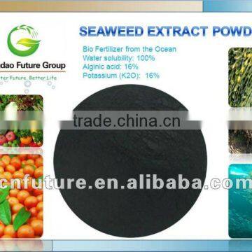 seaweed extract from kelp source seaweed powder