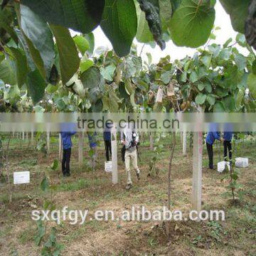 Fresh Green Kiwi photo-5