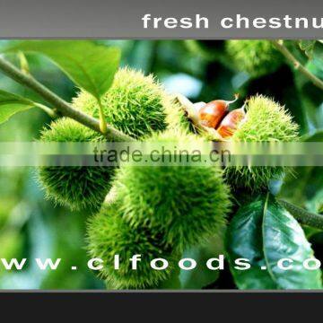 fresh chestnut foodstuff