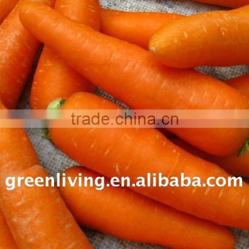 Fresh Carrot with orange red color