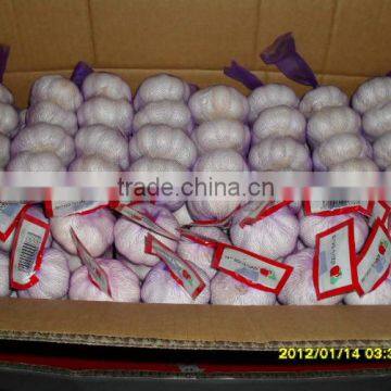 2016 fresh garlic new arrival top quality and hot sale garlic