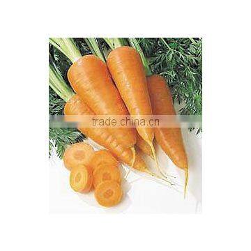 Chinese Red Fresh Carrot Wholesale