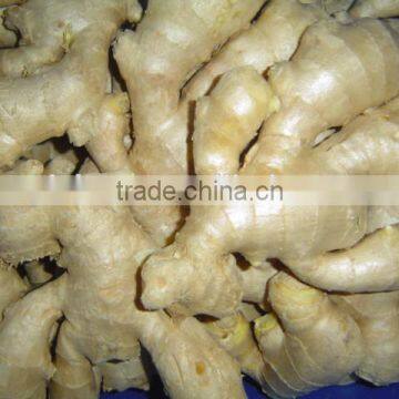 Fresh Air Dried Ginger photo-2