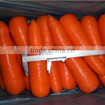 Fresh Carrot