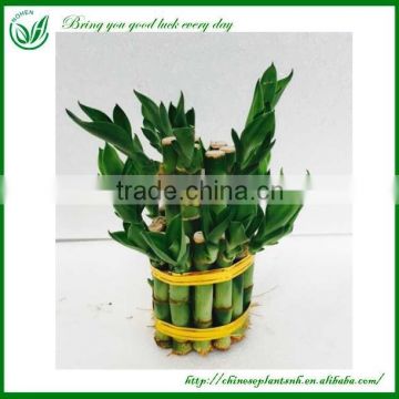 Mini 2 layer Dracaena Lucky Bamboo Plants Sale