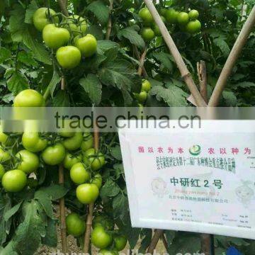 Zhongyan Hong No.2 Tomato Seed High Yield photo-6