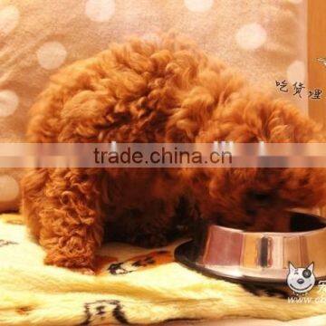 Twin Screw Extruder for Dog Food photo-5