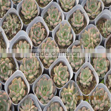 Cheap Vegetables Tunnel Greenhouse photo-3