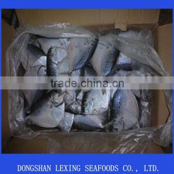 Top Quality Frozen Moonfish On Sale