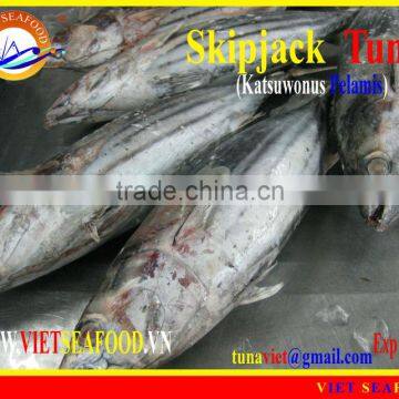 FROZEN SKIPJACK TUNA WHOLE ROUND