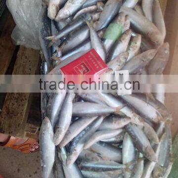 Top Quality Frozen Sardine/Sardinops photo-3