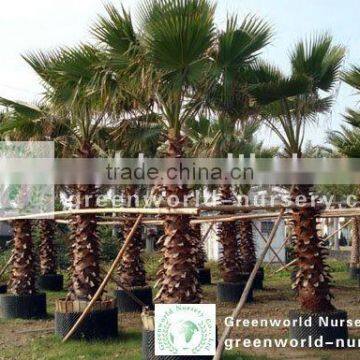 Washingtonia filifera palm trees