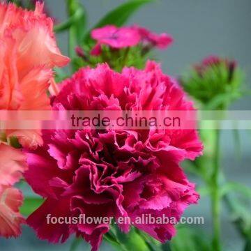 Fresh Cut Flowers Fragrant Real Touch Carnation to Friends