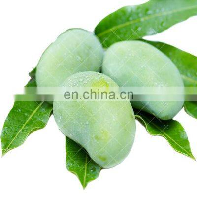 High quality Fresh Mango Export Originating From Vietnam